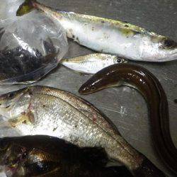 夜の五目釣り？